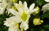 Mums (Chrysanthemum)